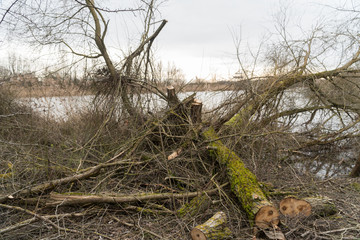 Vogelinsel