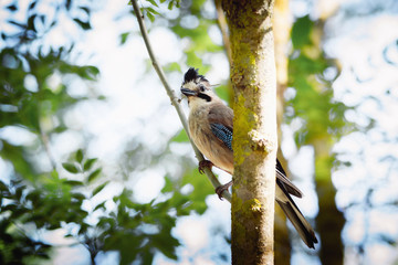 Jay birds in the reserve in the early morning