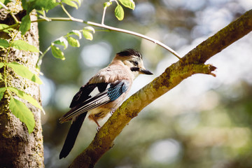 Jay birds in the reserve in the early morning