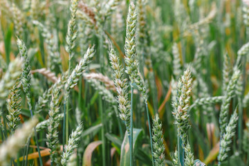 Juicy fresh ears of young green wheat on nature in spring summer field close-up of macro