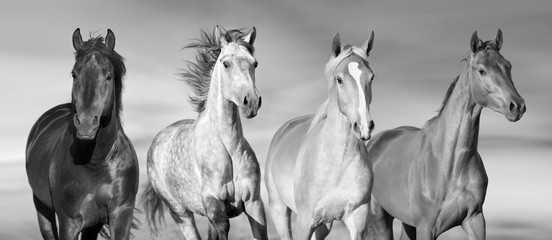 Horse herd run gallop in desert dust against dramatic sky.Black and white