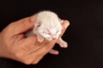 Little white baby cat, in the hand of a man dressed in black.