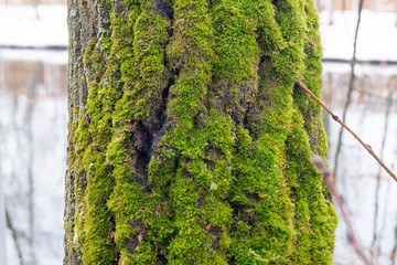 green moss on the bark of an old tree
