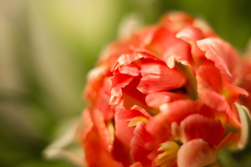  Different flowers macro, background, wallpaper