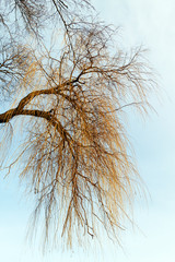 combed birch branches on a winter day