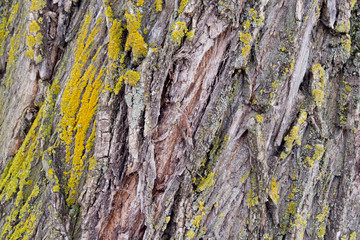 light bark of an old tree with moss