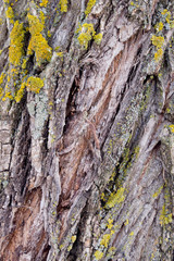 light bark of an old tree with moss