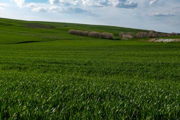 wheat cultivated fields, wheat cultivated green areas in terrestrial climate,