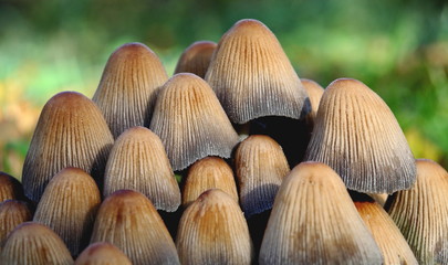 essen, haseln, nuss, braun, isoliert, mushroom, gesund, nuss, weiß, close up, pilz, haseln, natur,...
