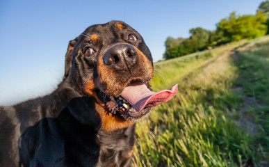 Rottweiler blickt cool in die Kamera mit großen Augen Zunge und Zunge