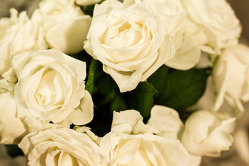 White roses on a white and gray background