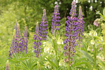 a group beautiful blue lupine  between green plants in springtime