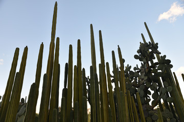 Cactus au crépuscule, Mexique