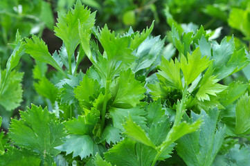 Green celery leaves