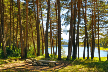 Fototapeta premium Forest with coniferous trees on a bright sunny day.