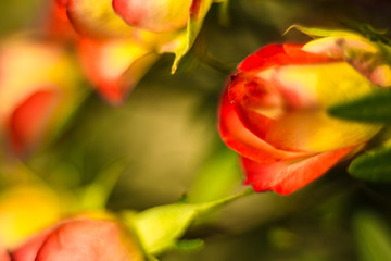  Different flowers macro, background, wallpaper