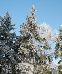 winter landscape in the park, winter branches of birch and spruce in the blue against the blue sky, frost and sun