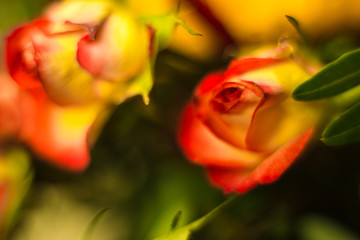  Different flowers macro, background, wallpaper
