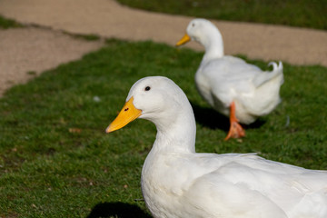 Side angle view of a white pekin duck
