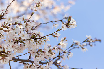 cherry blossom in spring