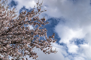 In the northern hemisphere spring, blooming apricot and almond trees,