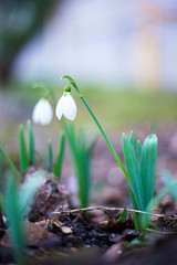 Snowdrop, Galanthus white wild flower