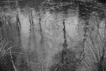 Water Pond Nature Tree