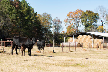 Hay bales stored in pole barn