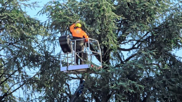 Arborist cutting tree with chainsaw