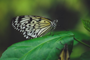 A beautiful butterfly sits on a flower