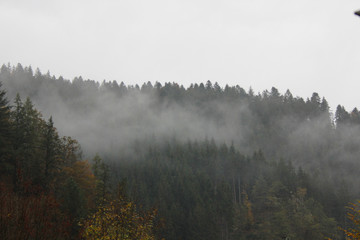 Fog over the forest