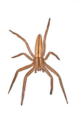 Spider isolated on a white background. Spider isolated on white