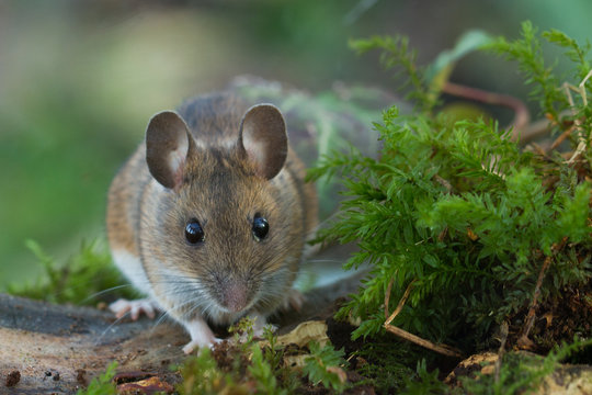 Wood Mouse In Green Mossy Woodland