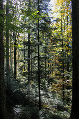 Obraz premium Forest colours