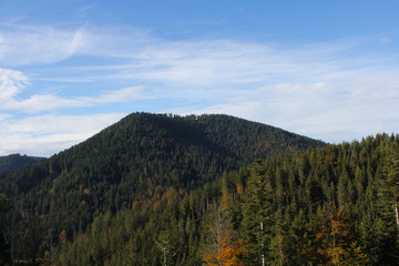 View over the forest