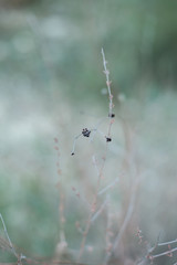 Naturaleza