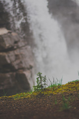 Small trees in front of a waterfall