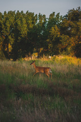 Small Doe running at sunset