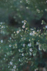 Naturaleza