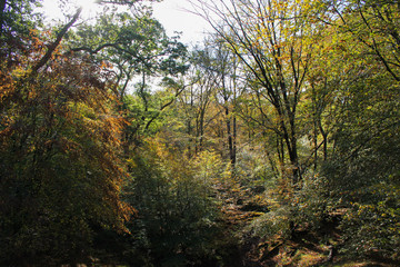 Obraz premium Autumn colours