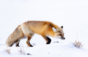 Obraz premium Red Fox (Vulpes vulpes), Yellowstone National Park, USA