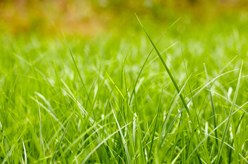 Fresh green grass in summer morning in rays of sunlight in nature. Abstract image of grass at meadow. Rural scenery under sunlight. Selective focus, blurred background