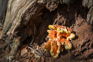 Chicken of the woods fungus growing on a old oak, edible bracket fungus, Laetiporus sulphureus.
