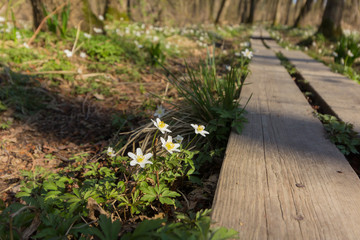 White spring flowers near to walkway on a walk in the forest, Wood anemone, Anemone nemorosa.
