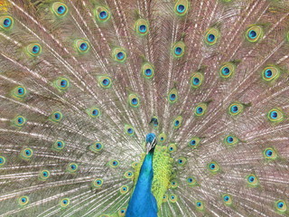 Naklejka premium Naturaleza 