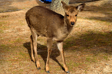Naklejka na ściany i meble Closeup of one of the holy deer in Nara
