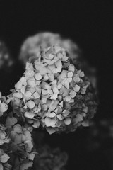 Small Flowers in Black and White