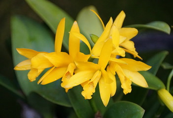 Obraz premium Beautiful yellow color of Cattleya Golden Sparkle Pokia orchid