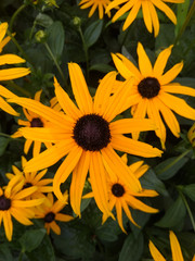 The colours of a sunset in a flower