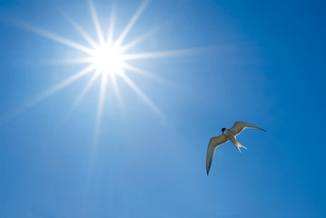 closeup white seagull fly over the sky under sparkle sun, bird outdoor background